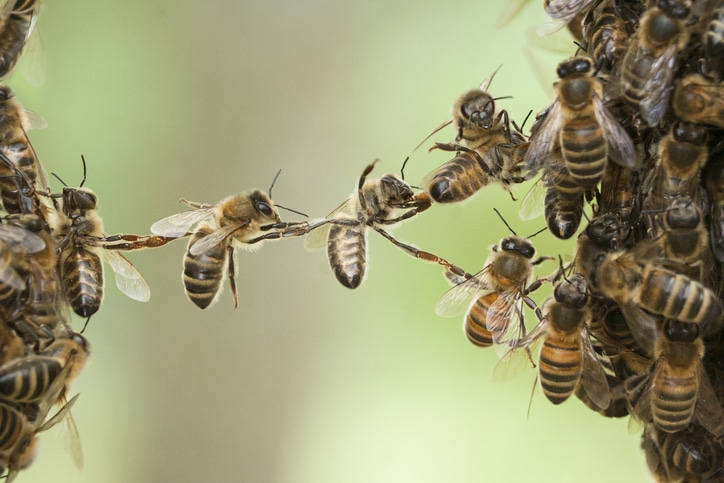 Bees bridge swarm Employee Ownership