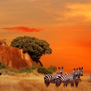 Aardvark Safaris Cover